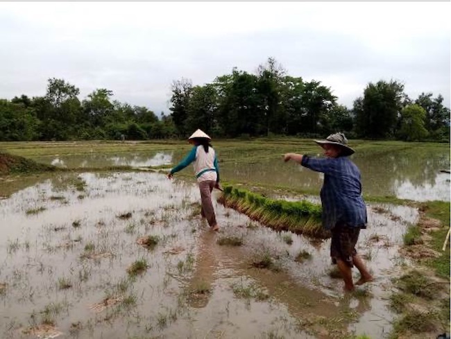 Les familles de Houay Taho vivent de la culture du riz