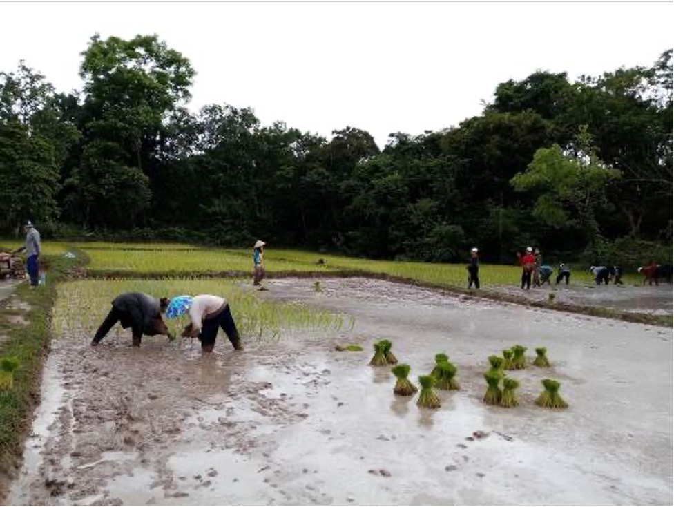 Les familles travaillent dans la rizière